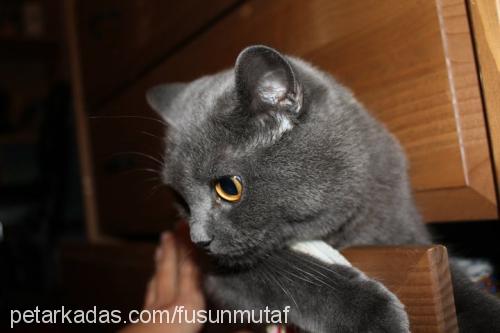 misty Dişi British Shorthair