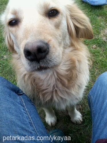 irma Dişi Golden Retriever