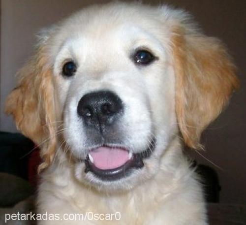 0scar Erkek Golden Retriever