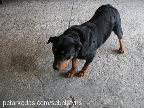 zeytin Dişi Rottweiler