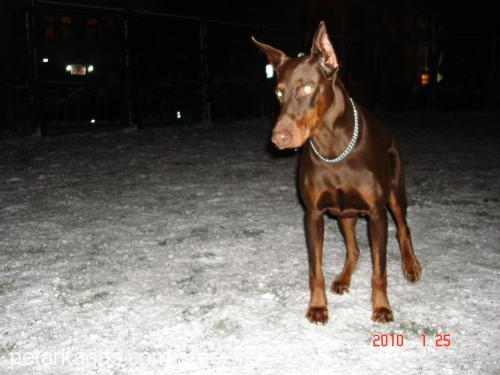 ares Erkek Doberman Pinscher