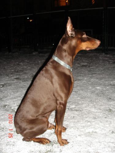 ares Erkek Doberman Pinscher