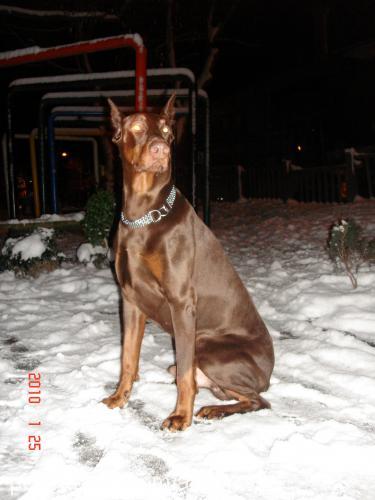 ares Erkek Doberman Pinscher