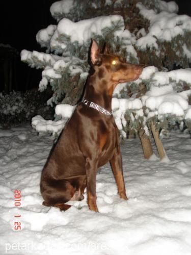 ares Erkek Doberman Pinscher