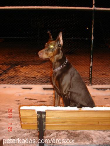 ares Erkek Doberman Pinscher