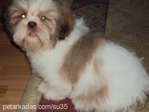 köpük Erkek Shih-Tzu