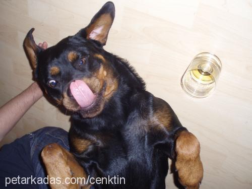 noa Dişi Rottweiler