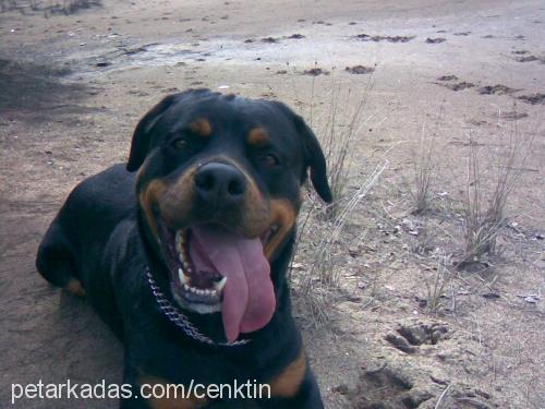 noa Dişi Rottweiler