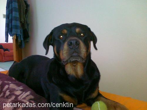 noa Dişi Rottweiler