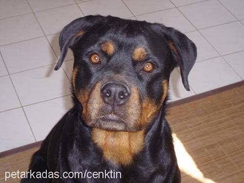 noa Dişi Rottweiler