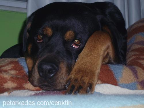 noa Dişi Rottweiler