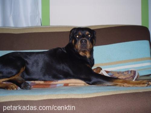 noa Dişi Rottweiler