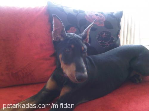 dİno Erkek Doberman Pinscher