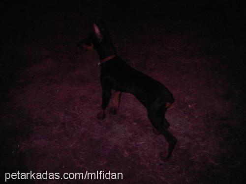 dİno Erkek Doberman Pinscher