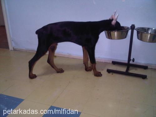 dİno Erkek Doberman Pinscher