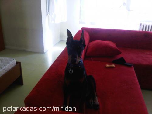 dİno Erkek Doberman Pinscher