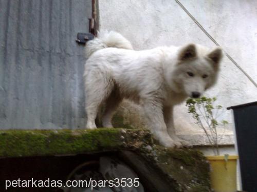 pars Erkek Samoyed