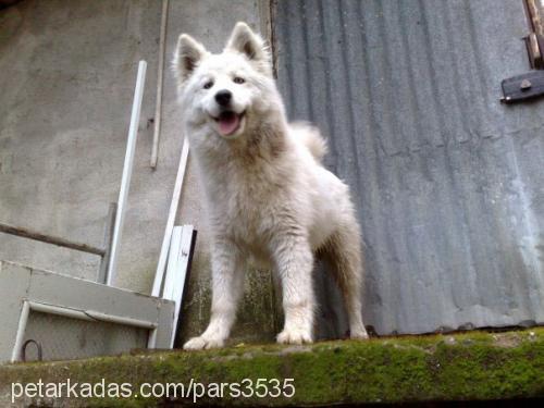 pars Erkek Samoyed