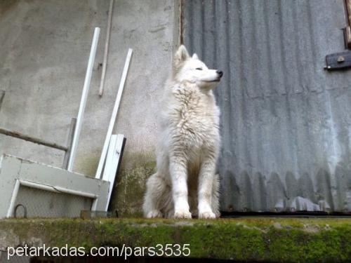 pars Erkek Samoyed