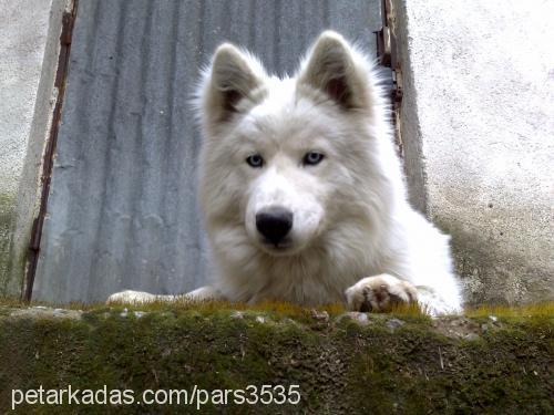 pars Erkek Samoyed