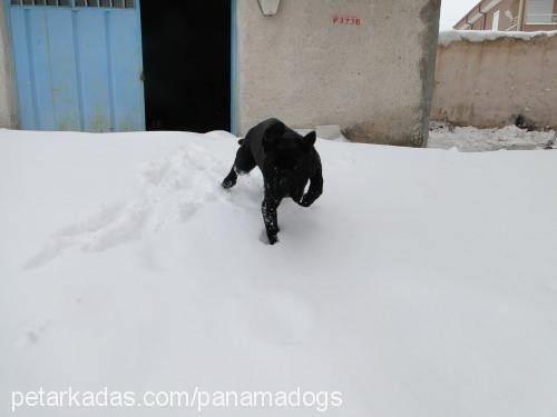 ceyli Dişi Mastiff