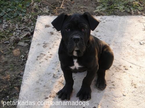 ceyli Dişi Mastiff