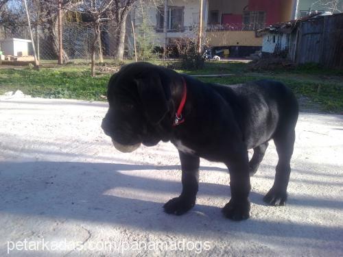 ceyli Dişi Mastiff