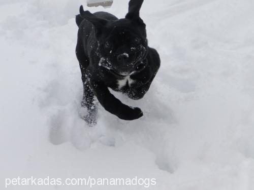 ceyli Dişi Mastiff