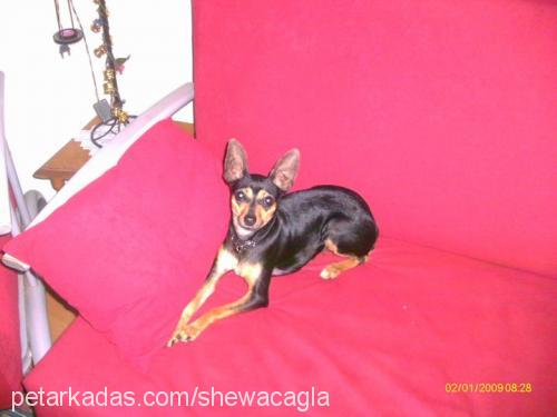 shewa Dişi Minyatür Pinscher