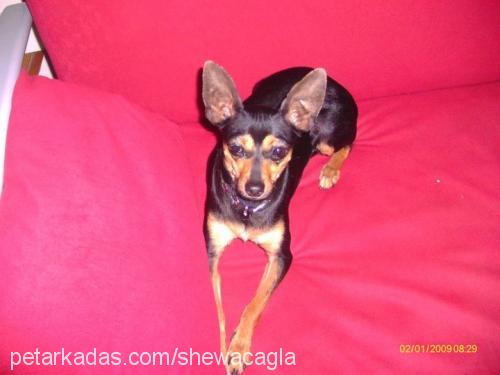 shewa Dişi Minyatür Pinscher