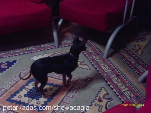 shewa Dişi Minyatür Pinscher