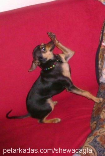 shewa Dişi Minyatür Pinscher