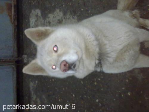 chucky Erkek Sibirya Kurdu (Husky)