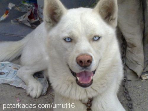 chucky Erkek Sibirya Kurdu (Husky)