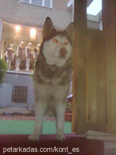 asena Dişi Sibirya Kurdu (Husky)