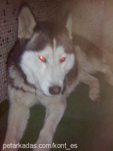 asena Dişi Sibirya Kurdu (Husky)