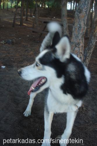 rüzgar Erkek Sibirya Kurdu (Husky)