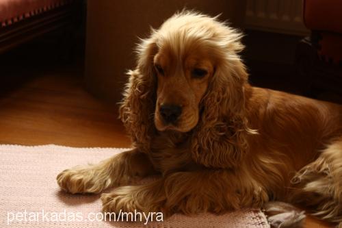 lucky Erkek Amerikan Cocker Spaniel