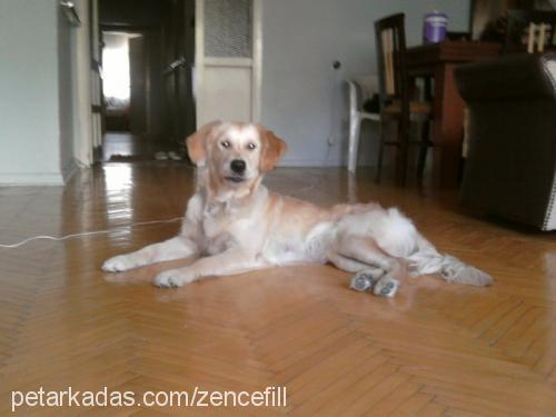 zencefil Dişi Golden Retriever