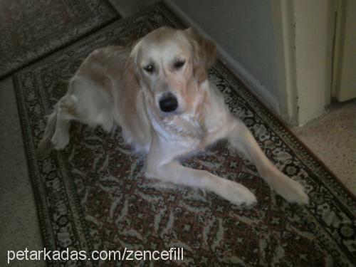 zencefil Dişi Golden Retriever