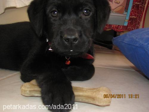 ada Dişi Labrador Retriever