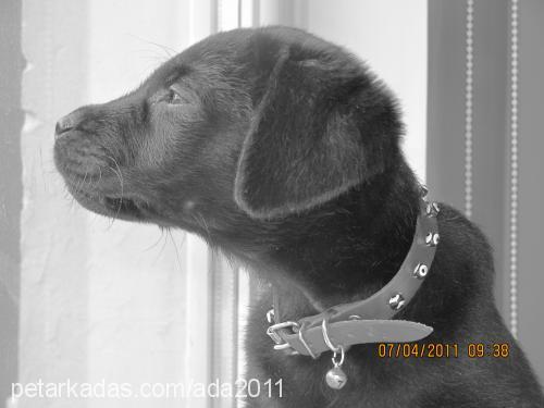 ada Dişi Labrador Retriever