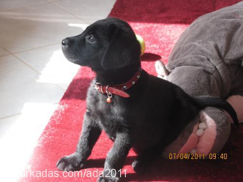 ada Dişi Labrador Retriever