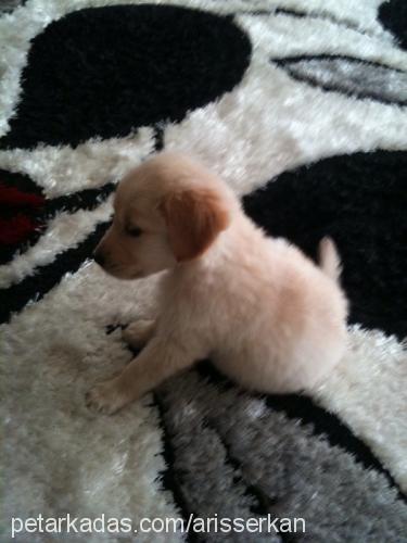 balım Dişi Golden Retriever