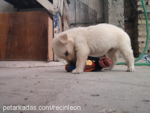 hera Dişi Golden Retriever