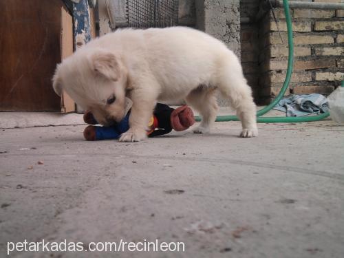 hera Dişi Golden Retriever