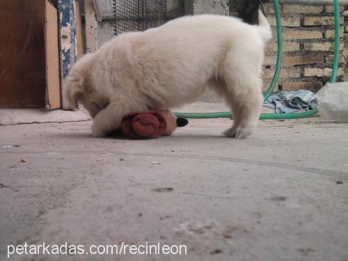 hera Dişi Golden Retriever