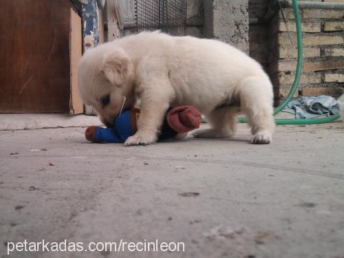 hera Dişi Golden Retriever