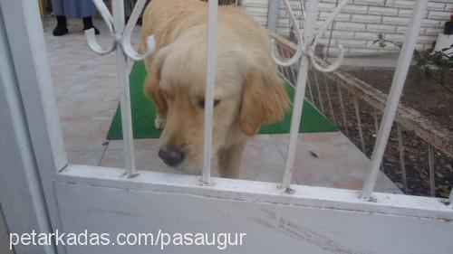 paşa Erkek Golden Retriever