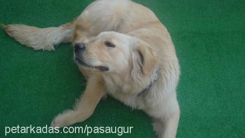 paşa Erkek Golden Retriever